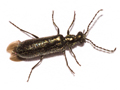 Dasytes aeratus